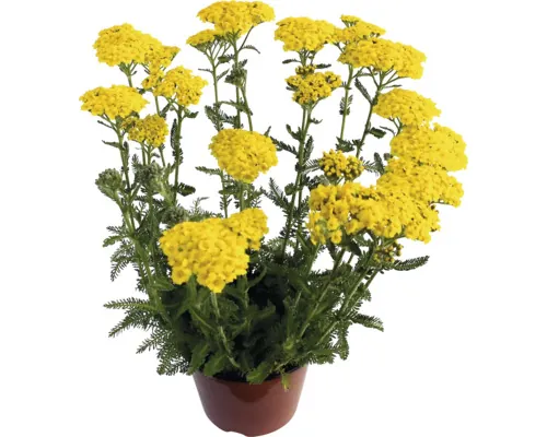 FloraSelf Achillea Millefolium Co 3 L buc