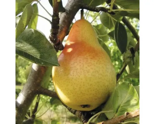 Pom fructifer păr Pirus Sativa Dr. Jules Guyot cu rădăcina împachetată H 150 cm buc