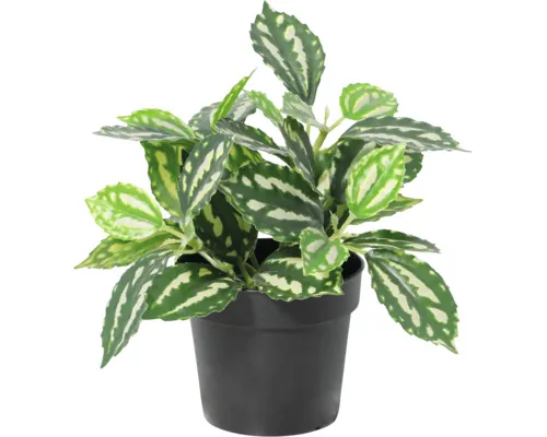 Floare artificială Pilea în ghiveci Lafiora H 21 cm verde alb buc
