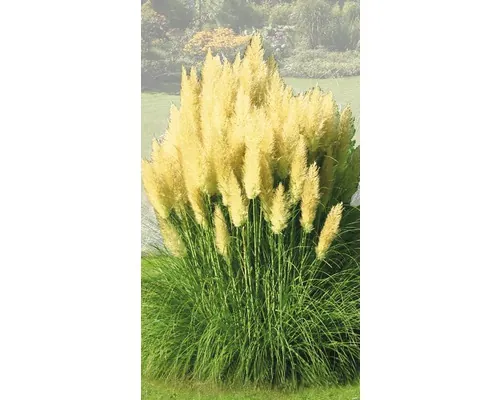 Iarbă de Pampas FloraSelf Cortaderia selloana 'Evita' H 15-80 cm Ø 19 cm buc