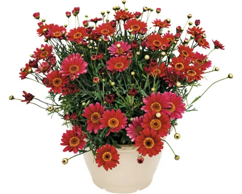 Margareta Osteospermum ghiveci Ø 19 cm buc