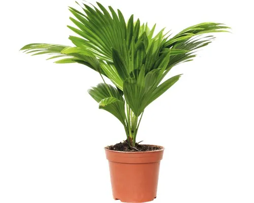 Palmier FloraSelf Livistona rotundifolia H ca. 65 cm ghiveci Ø 17 cm buc