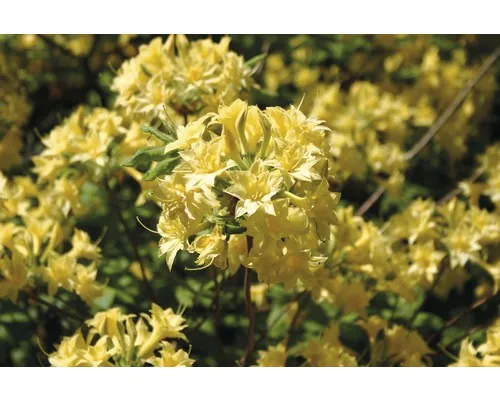 Azalee/Rododendron FloraSelf Rhododendron luteum H 30-40 cm Co 5 L galben buc