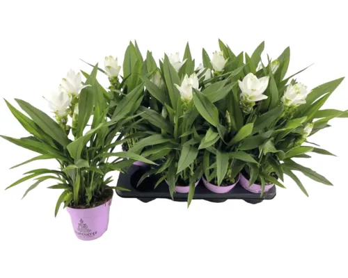 Lalea thailandeză FloraSelf Curcuma 'Siam Sisto' H ca. 55 cm ghiveci Ø 14 cm buc