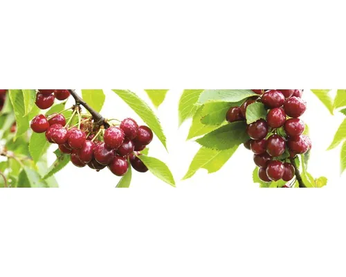 Pom fructifer cireș pitic FloraSelf Prunus avium 'Nadino' 40-50 cm Co 7,5 L buc
