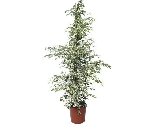 FloraSelf Ficus benjamnia 'Twilight' H 130-140 cm ghiveci Ø 24 cm buc