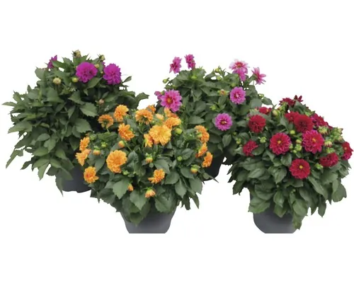 Dalie FloraSelf Dahlia x Hybride ghiveci Ø 23 cm diferite culori buc