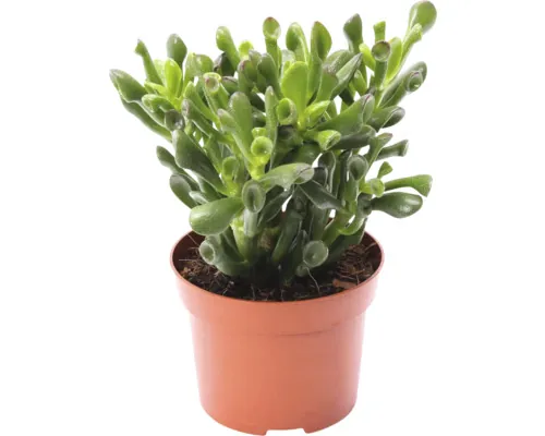 Arborele de bani FloraSelf Crassula trompet H 20-22 cm ghiveci Ø 12 cm buc