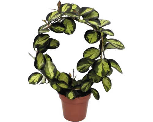 Floarea de ceară FloraSelf Hoya australis Lisa H 40 cm ghiveci Ø 12 cm buc