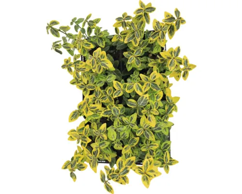 Salbă mare FloraSelf Euonymus fortunei 'Emerald n Gold' 6 bucăți