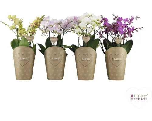 Orhidee fluture Mix FloraSelf Phalaenopsis multiflora H 45-50 cm ghiveci Ø 17 cm culori diferite buc