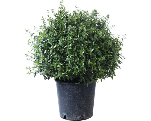 FloraSelf Abelia grandiflora 'Prostrata' Co 10 L buc