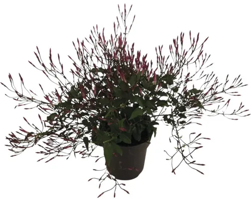 Iasomie roz FloraSelf Jasminum polyanthum Dark Passion ghiveci Ø 12 cm buc