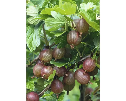 Agrișe FloraSelf Bio Ribes uva-crispa 'Hinnnomäki rot' Co 5 L buc