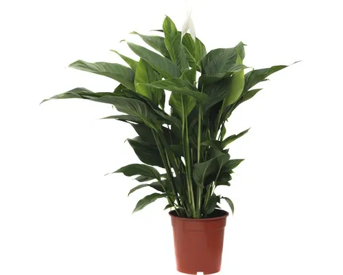 Crinul păcii FloraSelf Spathiphyllum wallisii 'Sweet Lauretta' H 90-105 cm ghiveci Ø 21 cm buc