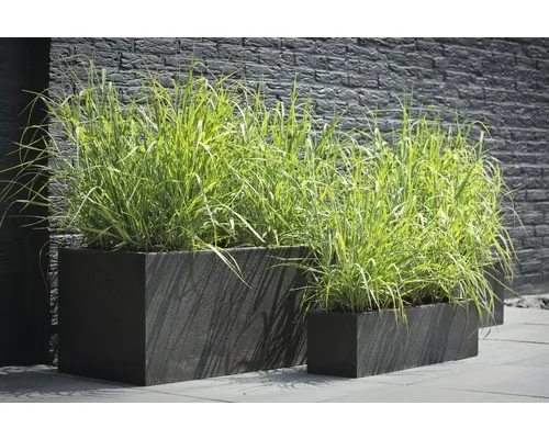 Iarbă de stuf FloraSelf Panicum virgatum 'Prairie Sky' Co 3 L buc