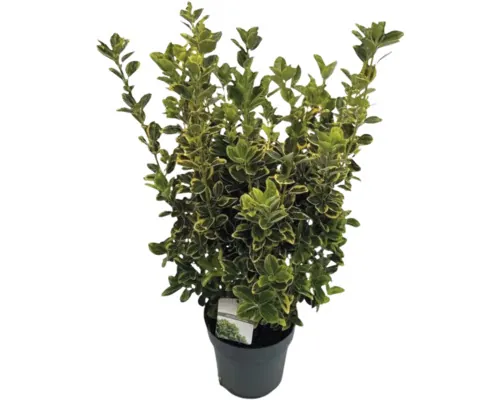 Salbă japoneză FloraSelf Euonymus japonicus 'Aureomarginatus' H 50-60 cm, Co 10 L buc