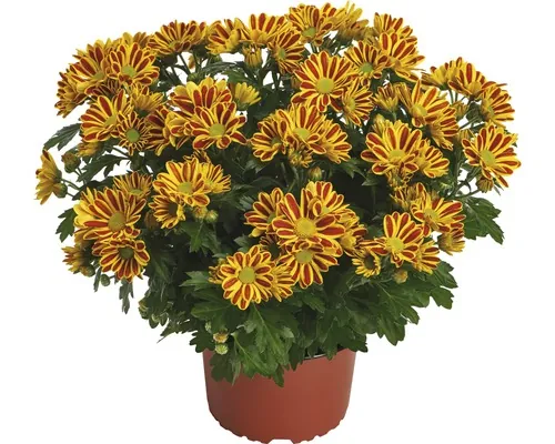 Crizantemă FloraSelf Chrysanthemum indicum 'HoiHoi' ghiveci Ø 12 cm buc
