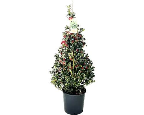 Laur Japonez FloraSelf Ilex aquifolium 'Alaska' Co 20 L buc