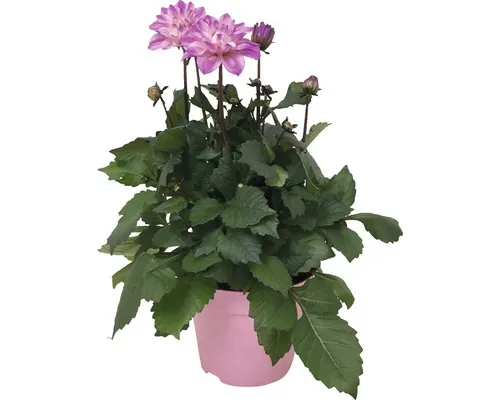Dalie FloraSelf Dahlia 'Temptation' ghiveci Ø 17 cm, diferite culori buc