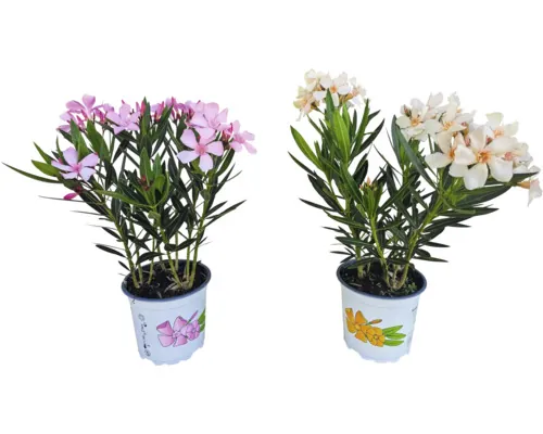 Leandru Nerium Oleander tufă ghiveci Ø 15 cm buc