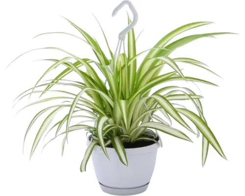 Voalul miresei FloraSelf Chlorophytum comosum 'Variegatum' H ca. 25 cm ghiveci Ø 12 cm buc