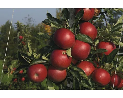 Bio Pom fructifer măr FloraSelf Bio Malus domestica 'Jonagold' H 120-150 cm Co 7,5 L buc