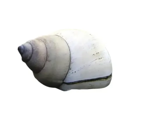 Filopaludina martens 2-3 cm buc