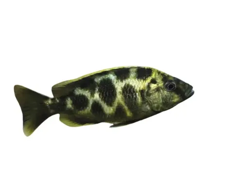Nimbochromis venustus 4-5 cm buc