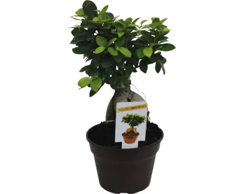 Bonsai Ficus Ginseng ciotols Ø 17 cm buc