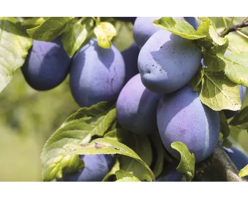 Bio Pom fructifer prun autofertil FloraSelf Bio Prunus domestica 'Haus' H 130-150 cm Co 7,5 L buc