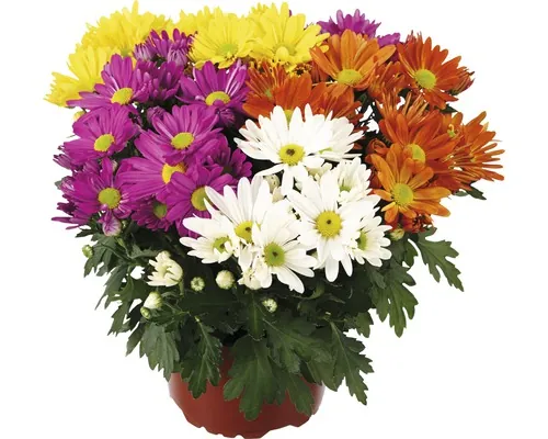 Crizantemă Mix FloraSelf Chrysanthemum indicum ghiveci Ø 23 cm buc