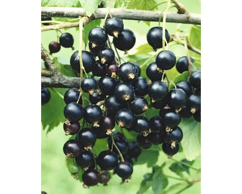 Coacăz FloraSelf Bio Ribes rubrum 'Rosenthals' Co 5 L buc