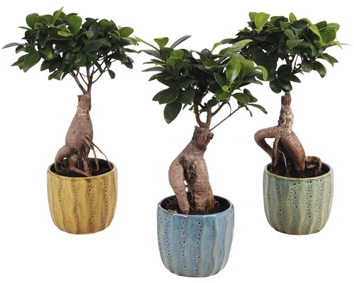 Ficus FloraSelf Ficus microcarpa Ginseng H ca. 30 cm ghiveci ceramică Exotic Ø 10 cm diferite culori buc