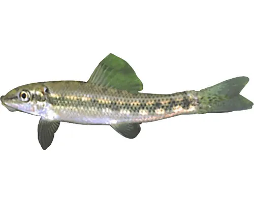 Gyrinocheilus aymonieri M buc