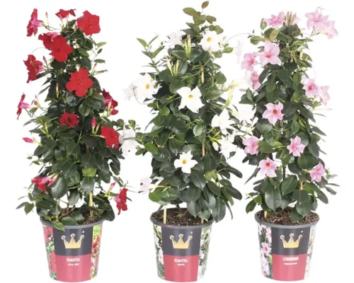 Iasomia mix FloraSelf Pyramide Mandevilla 'Sundaville' ghiveci Ø 19 cm, diferite culori buc