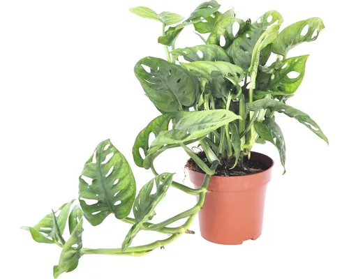 Ananasul săracului FloraSelf Monstera 'Monkey Mask' H 25-35 cm ghiveci Ø 12 cm buc