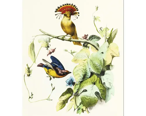 Fototapet vlies Special Decoration Pasăre 243x280 cm buc