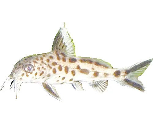 Synodontis multipunctatus M buc