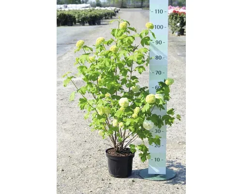 Călinul FloraSelf Viburnum opulus 'Roseum' H 40-60 cm Co 4 L buc
