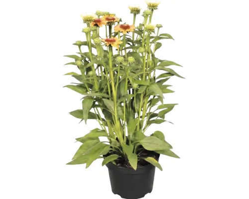 Echinacea FloraSelf Echinacea-Cultivars 'Mooodz Sympathy' ghiveci Ø 19 cm buc