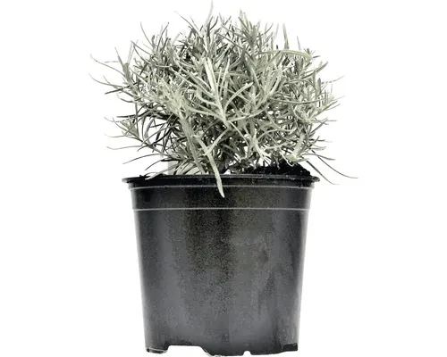 Imortela FloraSelf Helichrysum italicum H 10-13 cm Co 1,2 L buc