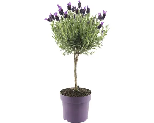 Levănțică FloraSelf Lavandula stoechas 'Anouk' H 55 cm ghiveci Ø 14 cm buc