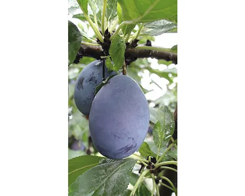 Pom fructifer prun Prunus Domestica buc