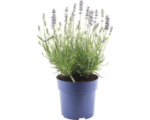 Levănțică FloraSelf Lavandula angustifolia 'Felice' Ø 15 cm buc