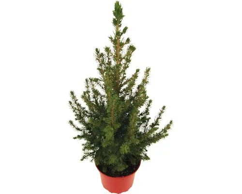 Molid FloraSelf Picea glauca conica în ghiveci H 30-40 cm buc