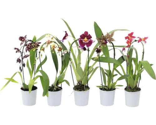 Orhidee fluture Mix FloraSelf Phalaenopsis Cascade ghiveci Ø 9 cm diferite sortimente buc