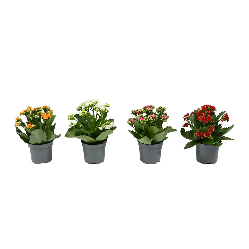 Planta interior, cu flori - Kalanchoe mix, Versay, D 9 cm buc