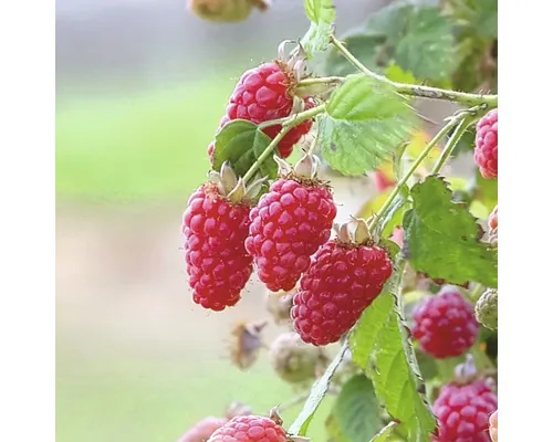 Rubus fruticosus 'Tayberry' FloraSelf/ Mur-Zmeur Tayberry, H 60-80 cm, Co 2 L buc