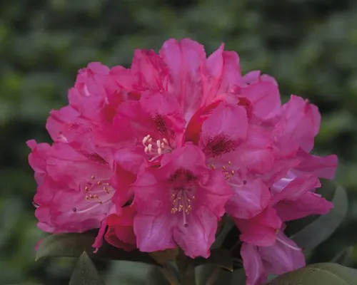 Azalee/Rododendron FloraSelf Rhododendron yakushimanum H 30-40 cm Co 5 L roz buc